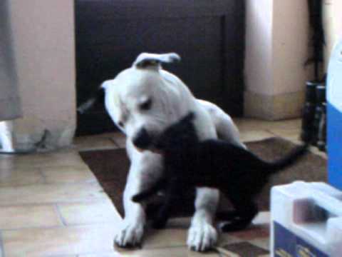 little black cat attacks big white dog little black cat attacks big white dog