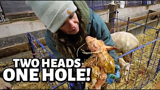 Oh mama, that HAD to HURT!!!  ...TWO heads at ONCE!? | Vlog 686