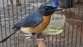 Suara Burung Tledekan Bakau Nyuling Untuk Pancingan SULINGAN Bahan Agar Cerpat Bunyi Gacor