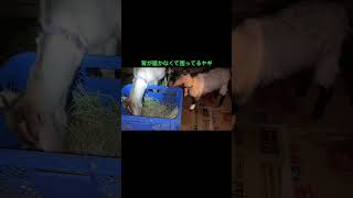 背が届かなくて困ってるヤギ／goat goats  cuteanimals funnyanimals おもしろい動物 かわいい動物  やぎ飼い方 #shorts