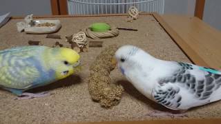 セキセイインコ       粟穂ぱくぱく ♪