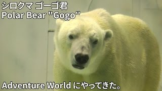 ホッキョクグマのゴーゴとお見合い相手のオホト～お食事タイム Polar Bear Gogo and Ohoto