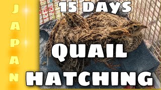 #QUAIL HATCHING, JAPANESE BREED