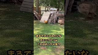 海外のおもしろ動画　#funny #shorts #いやし #犬