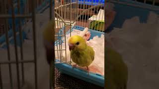 コザクラインコに脳天を噛まれて血が出るセキセイインコ