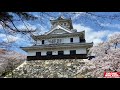 【桜満開の長浜城と豊公園】japan nagahama castle in full bloom