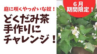 【どくだみってハーブなのね？！】庭にわんさか！どくだみをお茶にしてみるチャレンジ！