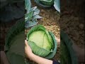 Enjoy beautiful village life FN112 | vegetables harvest #satisfying #shorts