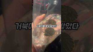 아기 거북이 분양 🐢 반려 거북이 키우기 | 거북이랑 친해지는 법 | 거북이 집 꾸미기