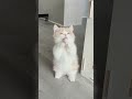 the lovely kitten is greeting you 😍😍😍 cat pets cute