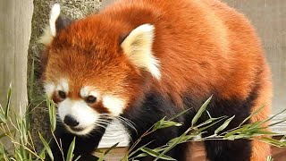 とべ動物園で見られる3頭のレッサーパンダ（砥々丸、コウメ、シャンチー）