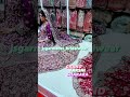 beautiful bridal grand farshi sharara with heavy zardozi work