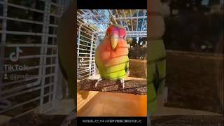 コザクラインコの誕生日3歳になりました #コザクラインコ