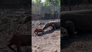 Komodo Dragon eating the poor goat alive #theopenproject #komodo #animal #komodoindonesia #goat