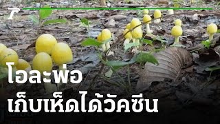 โอละพ่อ ข่าวลาวฉีดmRNAให้7คนไทยเก็บเห็ด | 03-08-64 | ข่าวเย็นไทยรัฐ