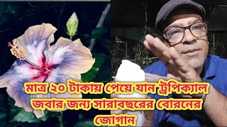 ট্রপিক্যাল জবা বরোনের অভাব থেকে শুরু করে কীটনাশক, ফ্যাঙ্গিসাইড বা মাটি ক্ষারীয় করতে একটাই রাম বান