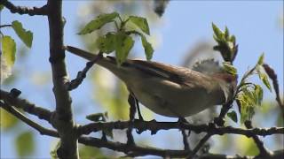 Silvie cu cap negru, femela, Sylvia atricapilla