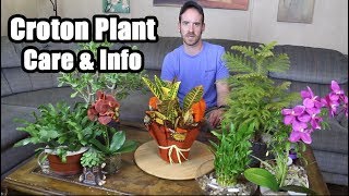 Croton Plant Care & Info (Codiaeum variegatum)