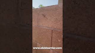 Keep Lizards out of your yard!