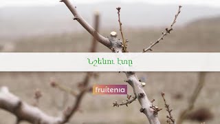 Նշենու էտը / Pruning of almond tree