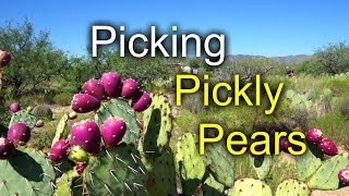 Picking Prickly Pears - great desert food