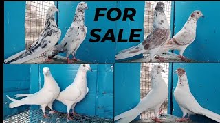 TOP Quality punjabi malwai kabootar for sale all indian delivery shivam bhai ka Kabootar #pigeon