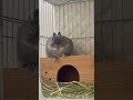 ぐんにょりお昼寝するうさぎ うさぎ bunny 昼寝