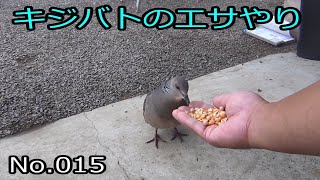 キジバトのエサやり No.015 (Feeding the pigeons)