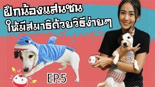 EP.5 ฝึกน้องหมาแสนซนให้มีสมาธิแบบง่ายๆ | THE DOG CONTROL