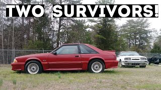 ORIGINAL SURVIVOR FOXBODY MUSTANGS….FOR SALE!