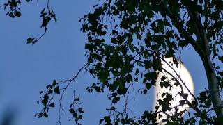 First Quarter of the Moon | Timelapse 4k