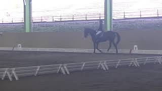 2018.11.17 第39回キャロットステークス 第14競技 L1課目 馬場馬術競技 一般 坂口利理子 慶隆号