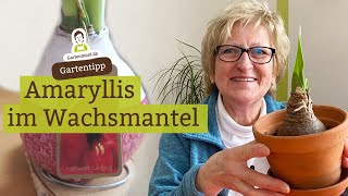 Amaryllis im Wachsmantel: Was tun, wenn sie verblüht ist?