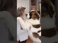 Big Dog, Bigger Love: Heartwarming Hugs & Kisses from My Saint Bernard! #shorts #dogmom #cutedog