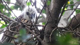 台中鳳頭蒼鷹7.18日育雛完整影像紀錄[台中鳳頭蒼鷹繁殖紀錄](未剪輯版，不喜者慎入)