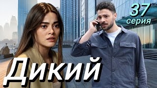 Дикий 37 серия на русском языке. Новый турецкий сериал. Анонс