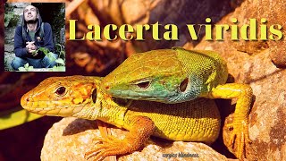 European green lizard  (in love), Πρασινόσαυρα_ Lacerta viridis, Couple.