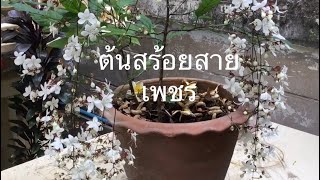 EP.33 ต้นสร้อยสายเพชร หรือเรียกเป็นชื่ออื่นๆ เช่น  ระย้าแก้ว สังวาลย์พระอินทร์  ตุ้มหูพระอินทร์