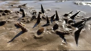 The Seafood on the Beach Can’t Be Picked up by the Guy