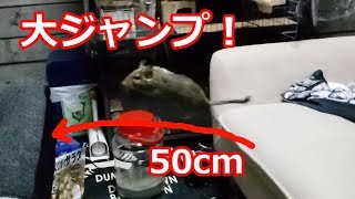 大ジャンプ！50cmくらいの崖を飛ぶデグー！ / Jumping Degu