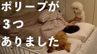 体調不良の妻の傍から愛犬達が離れません