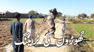 Horse Training,Horse Dance.Humari Baat TV. Chaudhry Majid Shabbir.