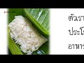 ึอึ้ง ข้าวหมากของไทย พบโปรไบโอติก เทียบนมเปรี้ยว แถมประโยชน์สุดเจ๋งอีกมาก nava diy