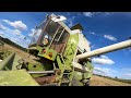 winter wheat harvest with fortschritt e 514 2024