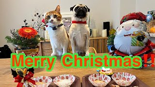 【pug猫】クリスマスランチをしたら、楽し過ぎた～笑（vol.57）