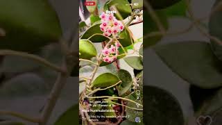 Hoya Nummularioides bloomed after 4 years of growing and nurturing into a happy beautiful plant.