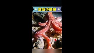 男人外出釣魚時，發現一條擱淺的小章魚並帶回家照顧 #神奇動物在抖音 #海洋生物 #動物世界 #海底世界真奇妙 #科普