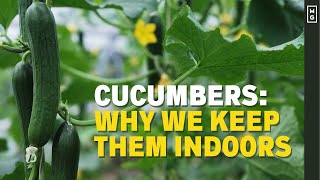 Why You SHOULD Be Growing Cucumbers In A Greenhouse!