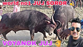 DHING SOR R BIRAT DANGOR JUJ KHON || BEST MOHJUJ ASSAM #MOHJUJRAJAOFFICIAL