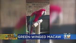 Wild Wednesday: Green-Winged Macaw